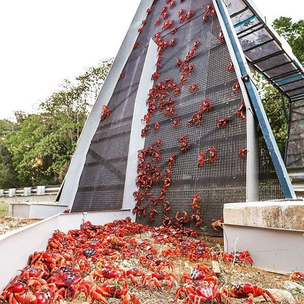 yengecleri korumak icin kopru