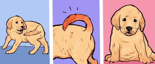 kopeklerin davranislari