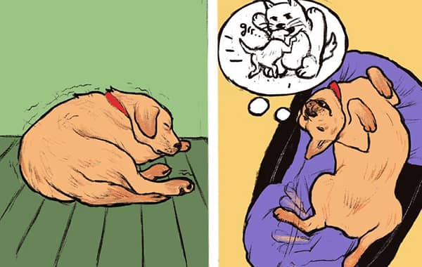 kopeklerin davranislari