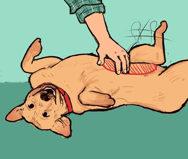 kopeklerin davranislari