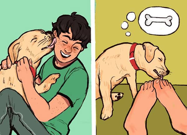 kopeklerin davranislari