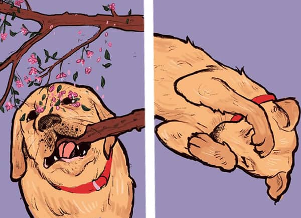 kopeklerin davranislari