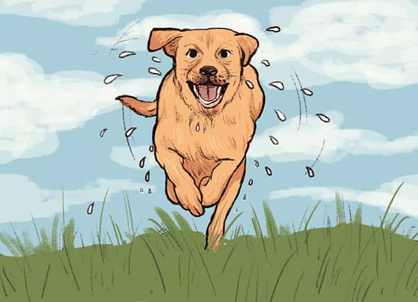 kopeklerin davranislari