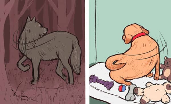 kopeklerin davranislari